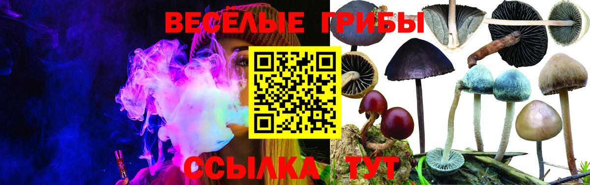 Галлюциногенные грибы Psilocybe Кострома
